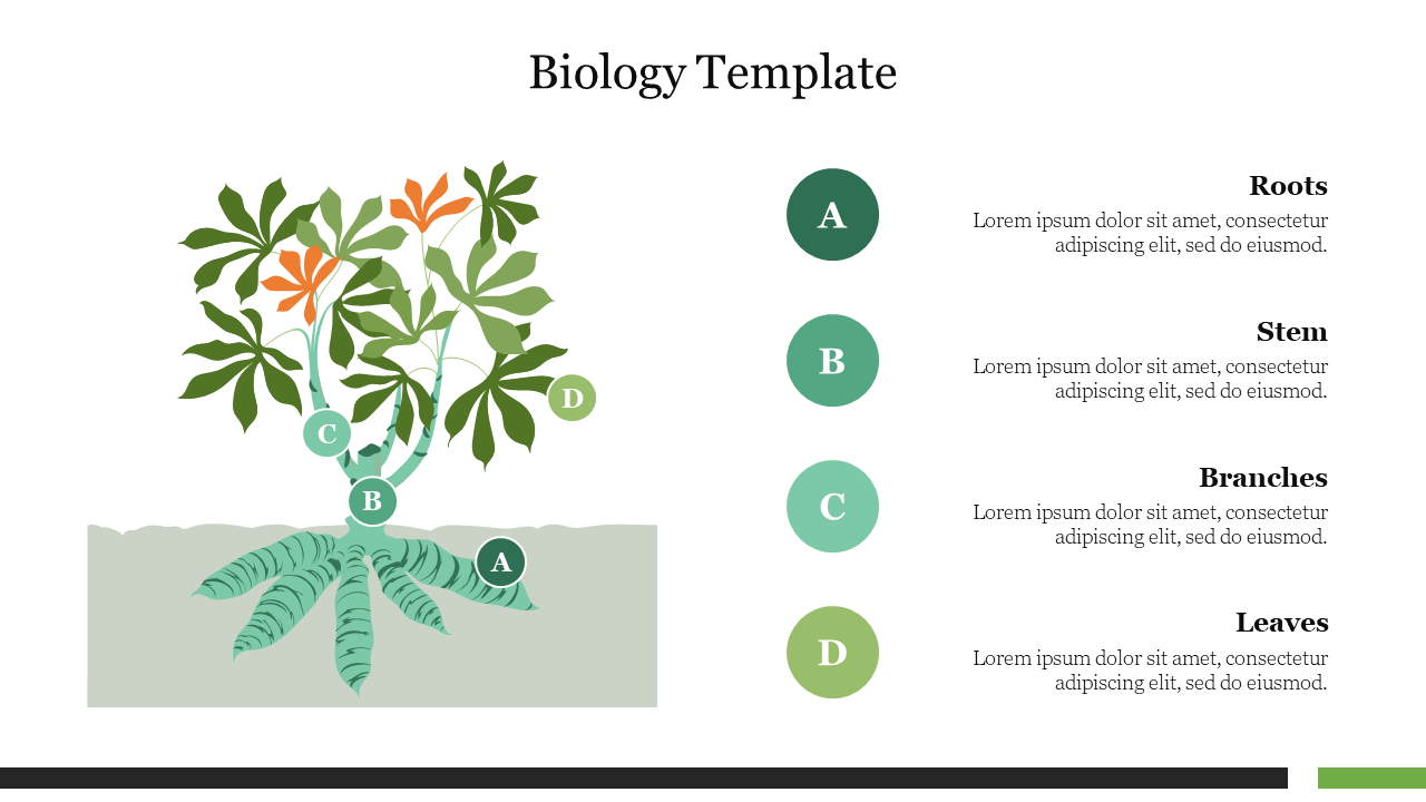Creative Biology Template PowerPoint Slide